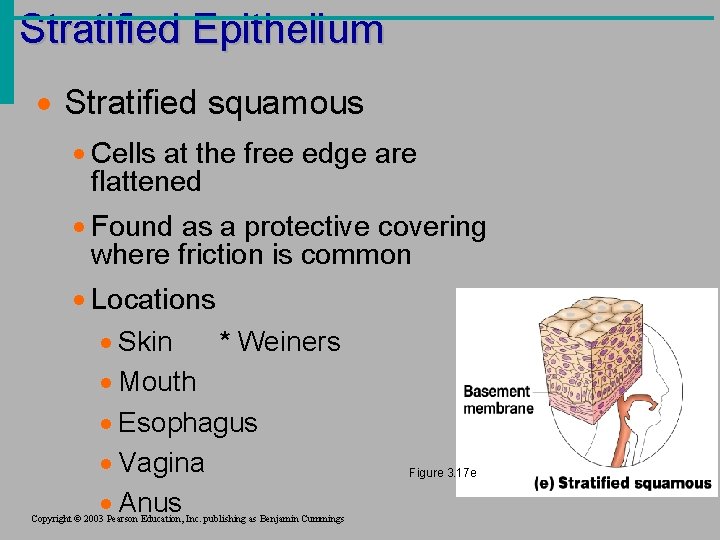 Stratified Epithelium · Stratified squamous · Cells at the free edge are flattened ·