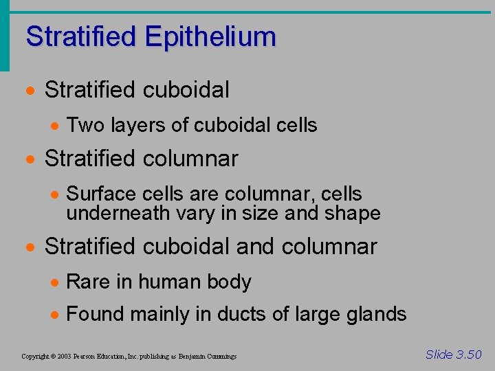 Stratified Epithelium · Stratified cuboidal · Two layers of cuboidal cells · Stratified columnar