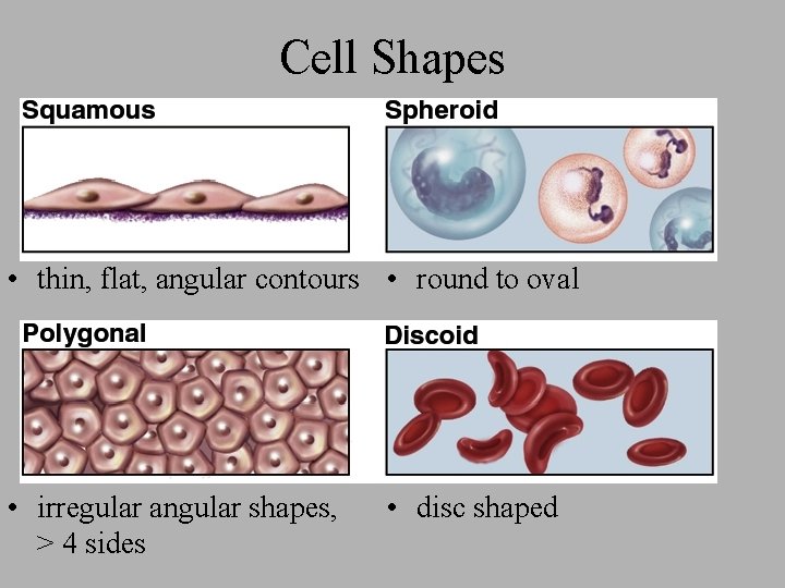 Cell Shapes • thin, flat, angular contours • round to oval • irregular angular