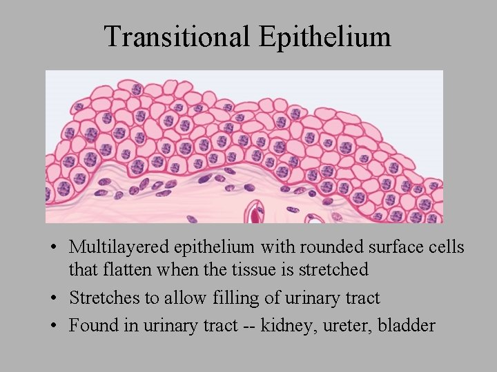Transitional Epithelium • Multilayered epithelium with rounded surface cells that flatten when the tissue