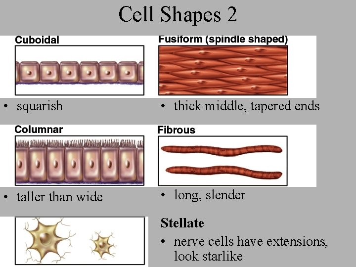 Cell Shapes 2 • squarish • thick middle, tapered ends • taller than wide