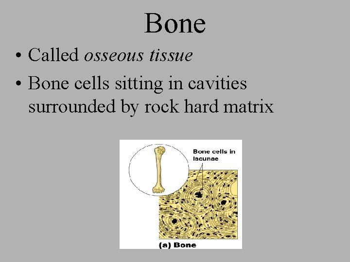 Bone • Called osseous tissue • Bone cells sitting in cavities surrounded by rock