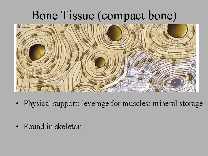 Bone Tissue (compact bone) • Physical support; leverage for muscles; mineral storage • Found