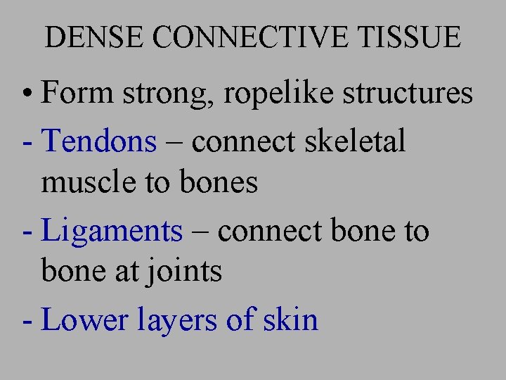 DENSE CONNECTIVE TISSUE • Form strong, ropelike structures - Tendons – connect skeletal muscle