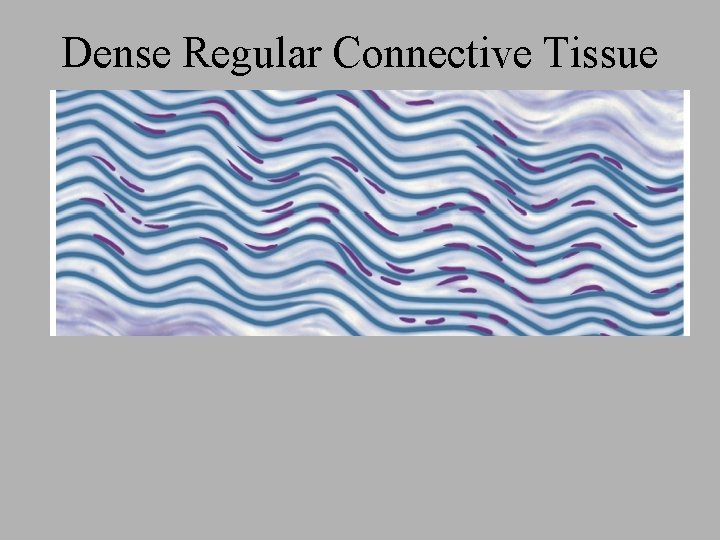 Dense Regular Connective Tissue 