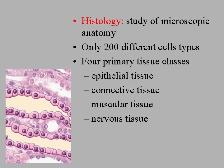  • Histology: study of microscopic anatomy • Only 200 different cells types •