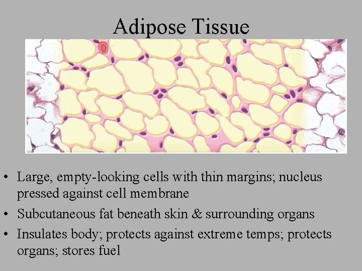 Adipose Tissue • Large, empty-looking cells with thin margins; nucleus pressed against cell membrane