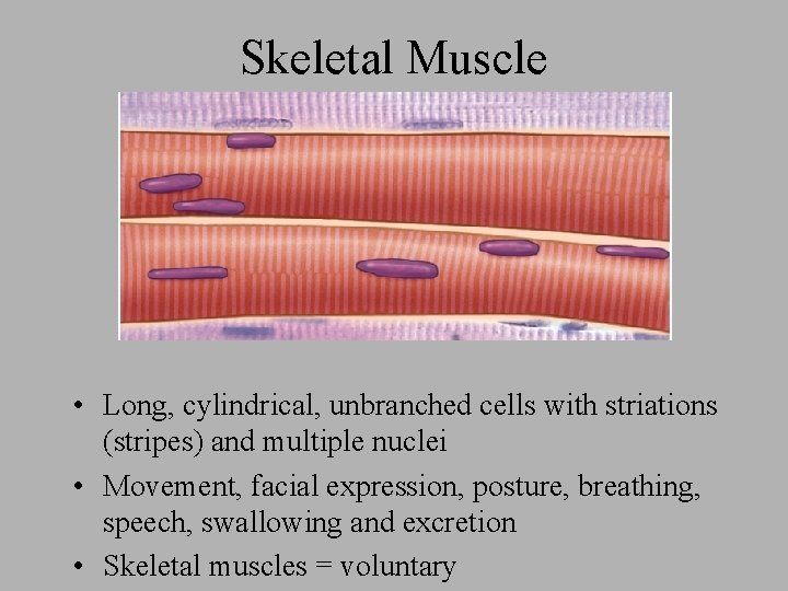 Skeletal Muscle • Long, cylindrical, unbranched cells with striations (stripes) and multiple nuclei •