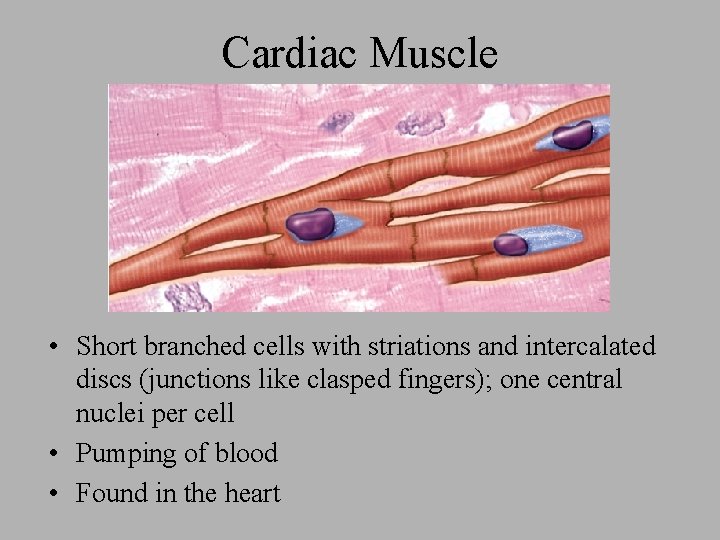 Cardiac Muscle • Short branched cells with striations and intercalated discs (junctions like clasped