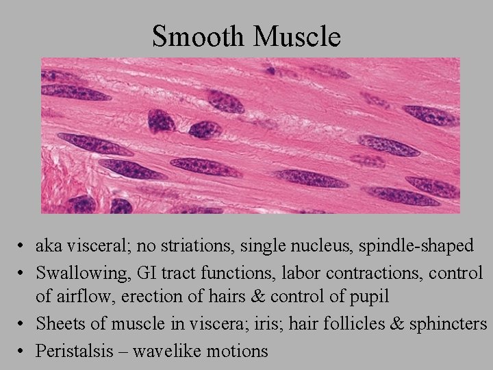Smooth Muscle • aka visceral; no striations, single nucleus, spindle-shaped • Swallowing, GI tract