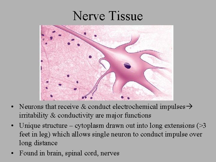 Nerve Tissue • Neurons that receive & conduct electrochemical impulses irritability & conductivity are