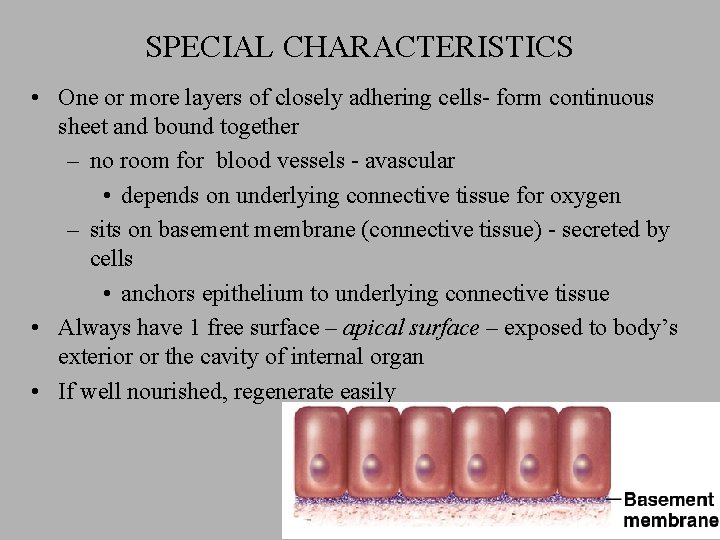 SPECIAL CHARACTERISTICS • One or more layers of closely adhering cells- form continuous sheet