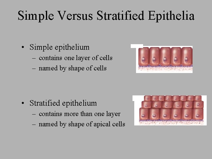 Simple Versus Stratified Epithelia • Simple epithelium – contains one layer of cells –