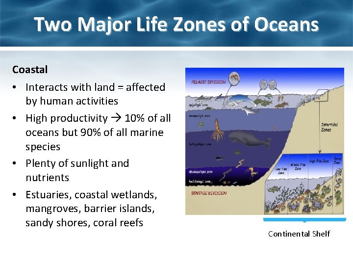Two Major Life Zones of Oceans Coastal • Interacts with land = affected by Two Major Life Zones of Oceans Coastal • Interacts with land = affected by