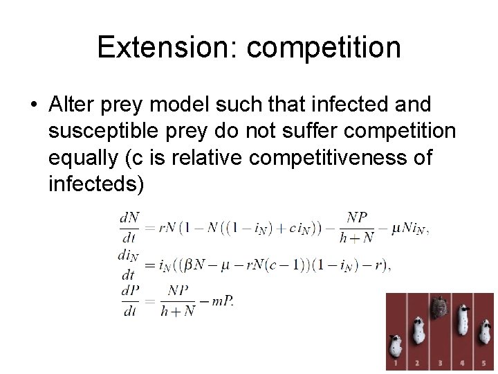 Extension: competition • Alter prey model such that infected and susceptible prey do not