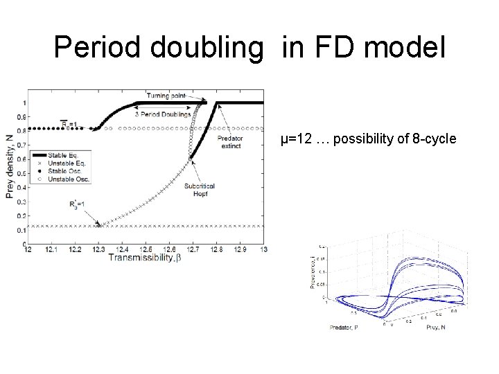Period doubling in FD model » » » µ=12 … possibility of 8 -cycle