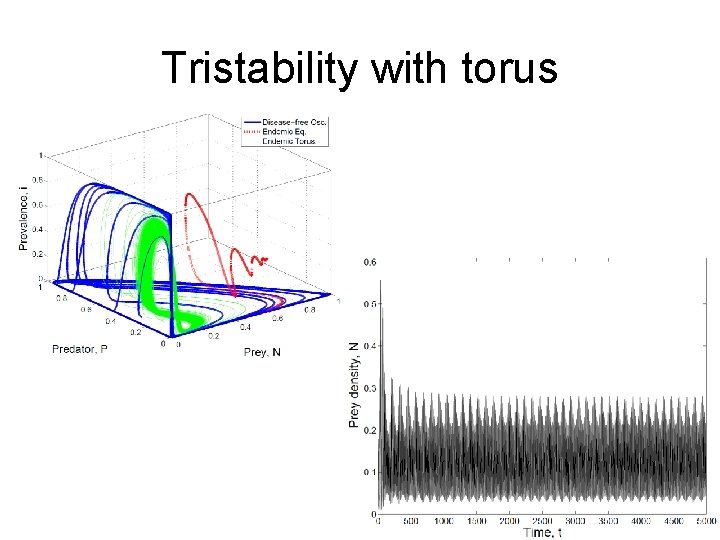 Tristability with torus 