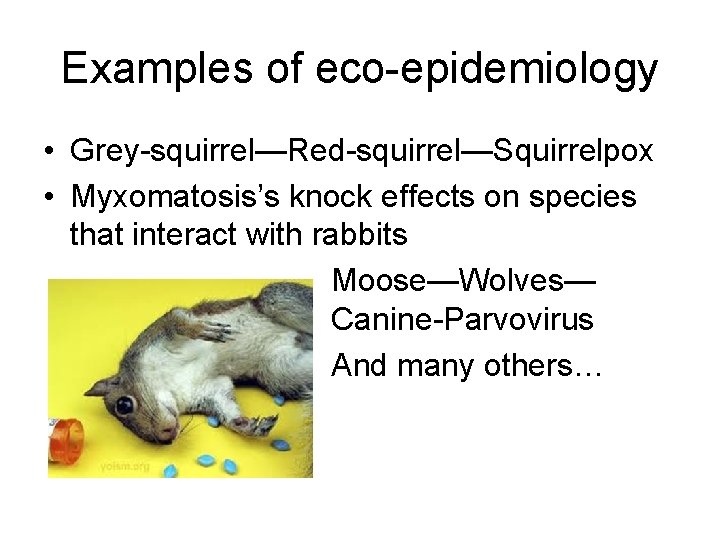 Examples of eco-epidemiology • Grey-squirrel—Red-squirrel—Squirrelpox • Myxomatosis’s knock effects on species that interact with