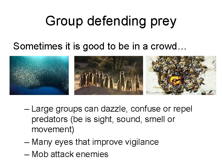 Group defending prey Sometimes it is good to be in a crowd… – Large