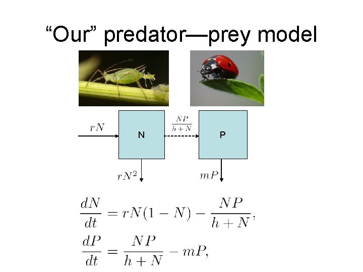 “Our” predator—prey model N P 