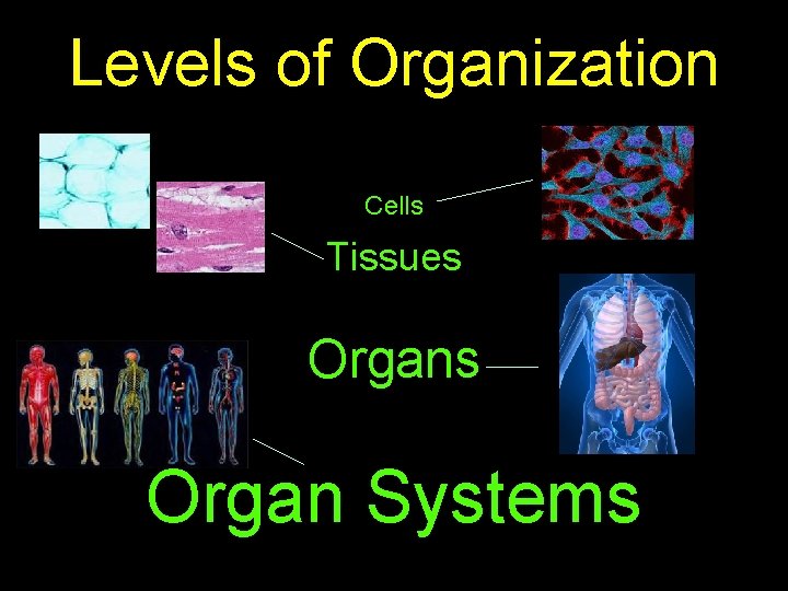 Levels of Organization Cells Tissues Organ Systems 