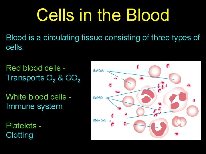 Cells in the Blood is a circulating tissue consisting of three types of cells.