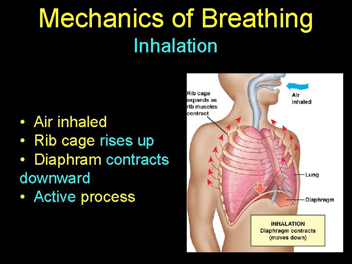 Mechanics of Breathing Inhalation • Air inhaled • Rib cage rises up • Diaphram