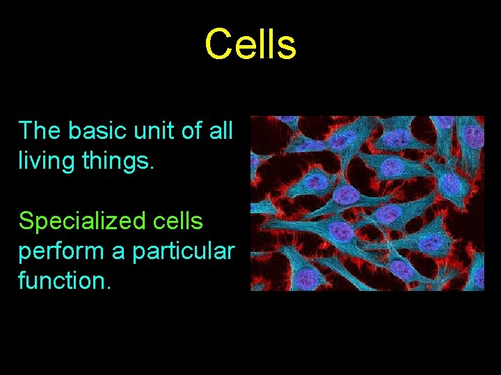 Cells The basic unit of all living things. Specialized cells perform a particular function.