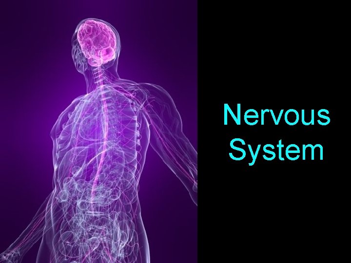 Nervous System 