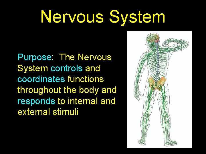 Nervous System Purpose: The Nervous System controls and coordinates functions throughout the body and