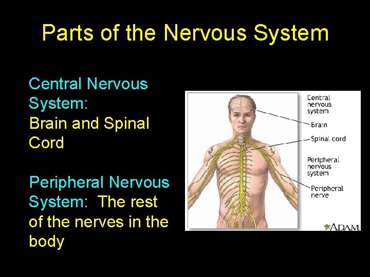 Parts of the Nervous System Central Nervous System: Brain and Spinal Cord Peripheral Nervous