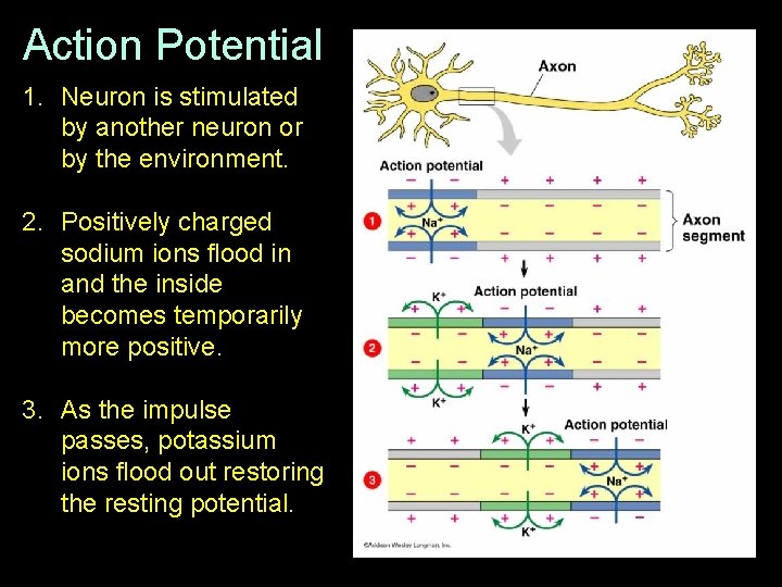 Action Potential 1. Neuron is stimulated by another neuron or by the environment. 2.