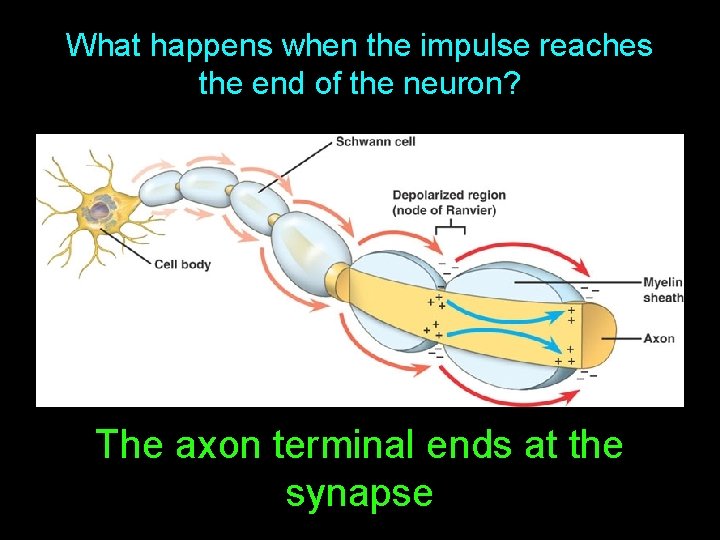 What happens when the impulse reaches the end of the neuron? The axon terminal