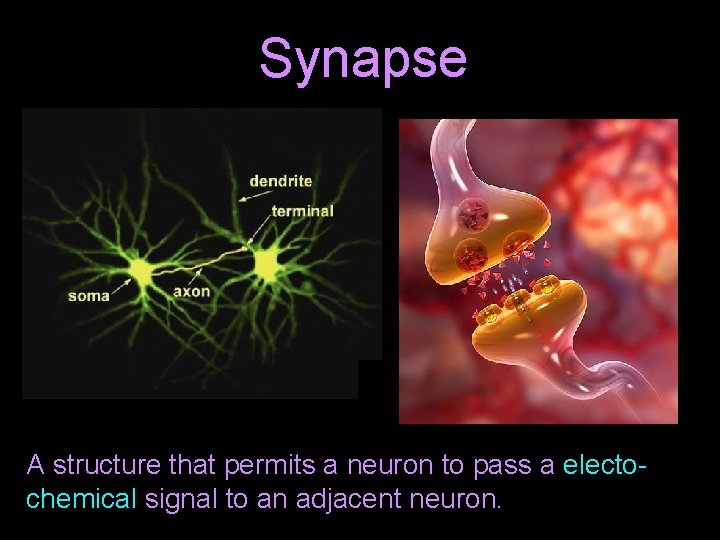 Synapse A structure that permits a neuron to pass a electochemical signal to an