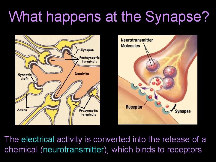 What happens at the Synapse? The electrical activity is converted into the release of
