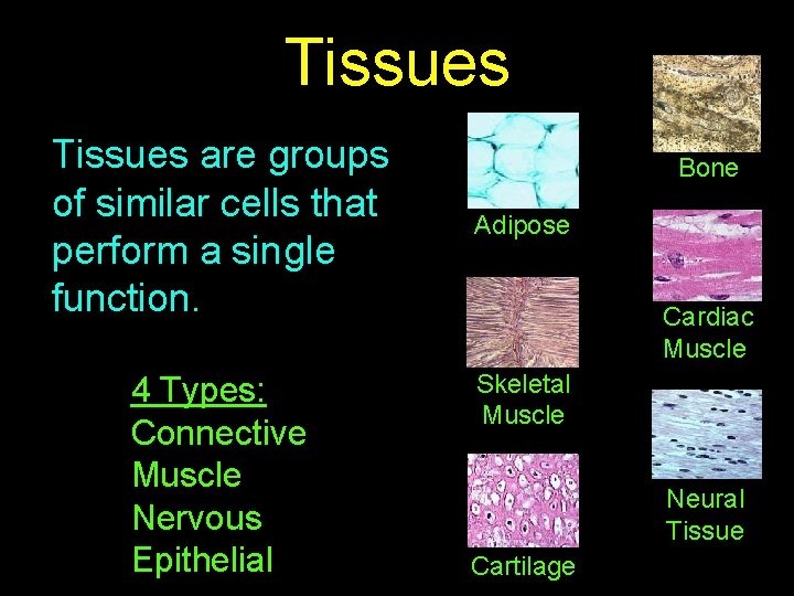 Tissues are groups of similar cells that perform a single function. 4 Types: Connective