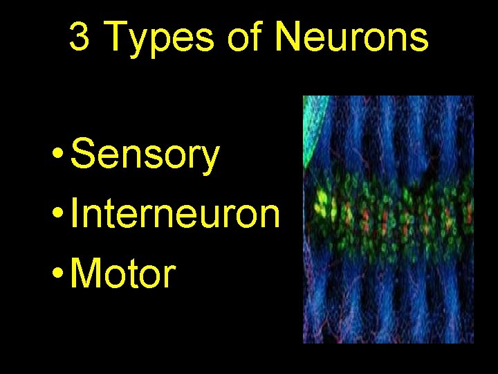 3 Types of Neurons • Sensory • Interneuron • Motor 
