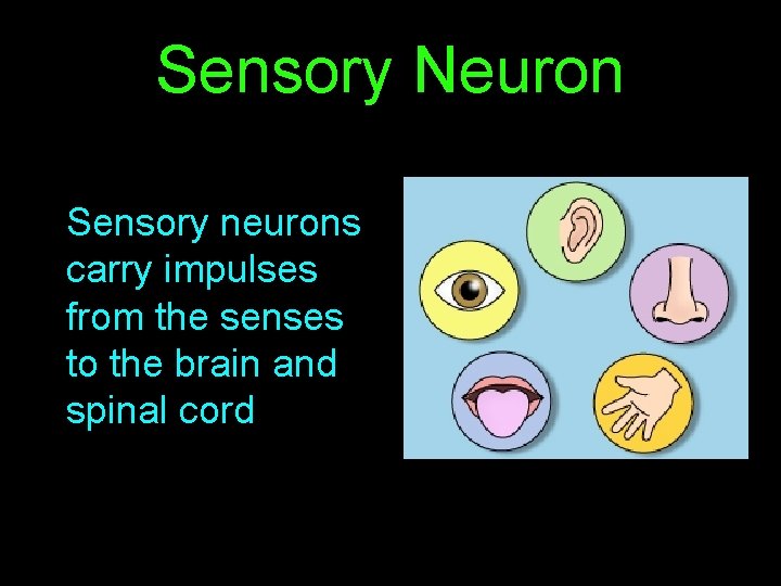 Sensory Neuron Sensory neurons carry impulses from the senses to the brain and spinal