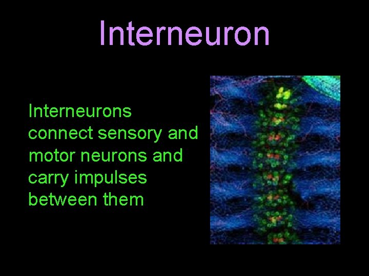 Interneurons connect sensory and motor neurons and carry impulses between them 