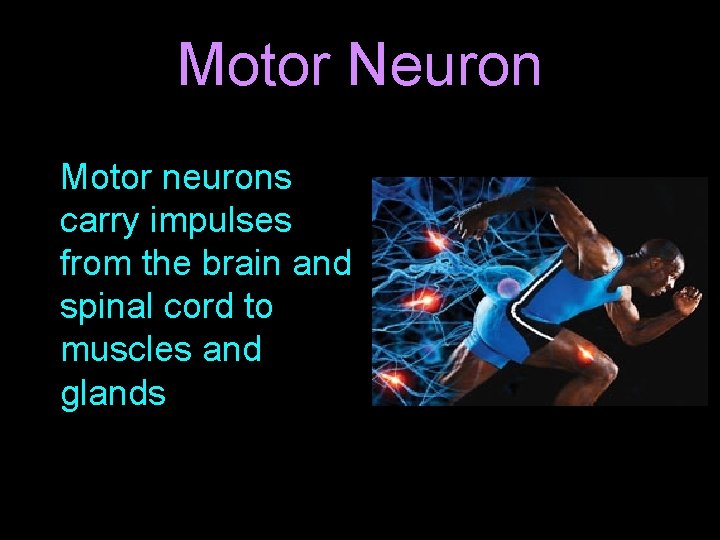 Motor Neuron Motor neurons carry impulses from the brain and spinal cord to muscles