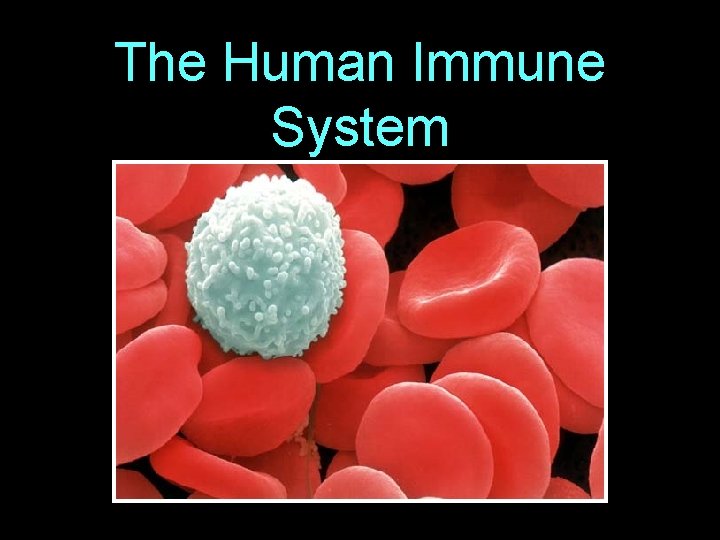 The Human Immune System 