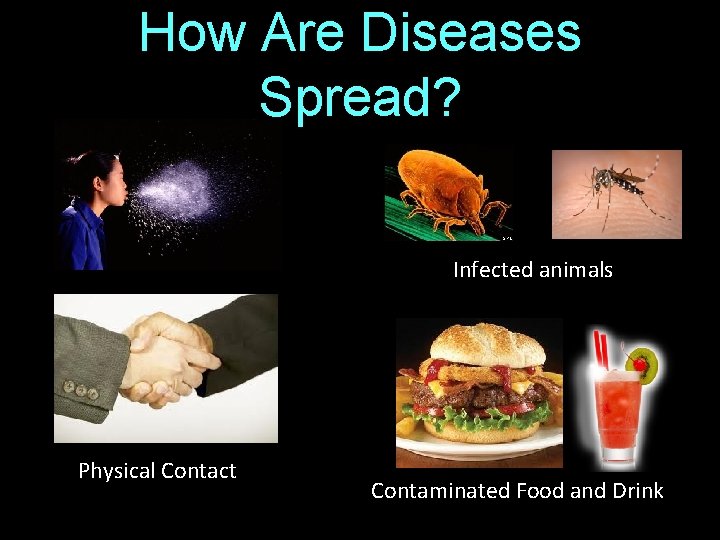 How Are Diseases Spread? Infected animals Physical Contact Contaminated Food and Drink 