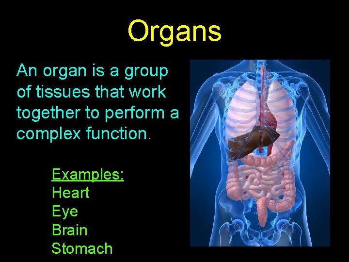 Organs An organ is a group of tissues that work together to perform a