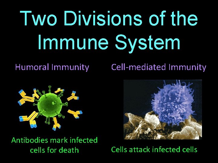 Two Divisions of the Immune System Humoral Immunity Antibodies mark infected cells for death