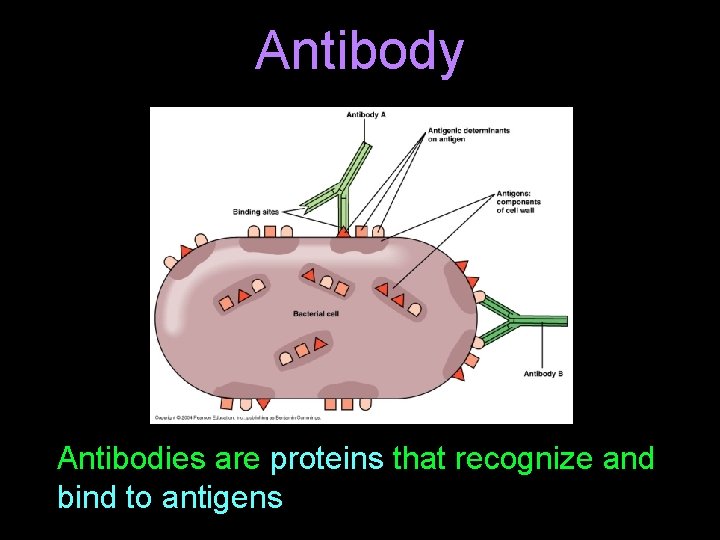 Antibody Antibodies are proteins that recognize and bind to antigens 