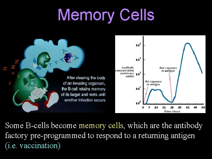 Memory Cells Some B-cells become memory cells, which are the antibody factory pre-programmed to