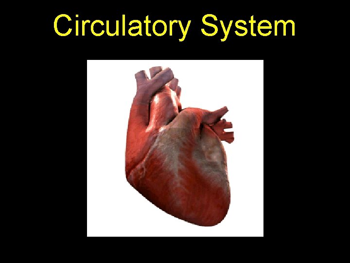 Circulatory System 
