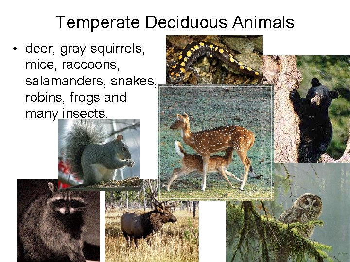 Temperate Deciduous Animals • deer, gray squirrels, mice, raccoons, salamanders, snakes, robins, frogs and