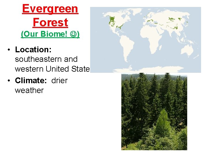 Evergreen Forest (Our Biome! ) • Location: southeastern and western United States • Climate: