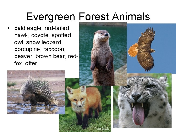 Evergreen Forest Animals • bald eagle, red-tailed hawk, coyote, spotted owl, snow leopard, porcupine,